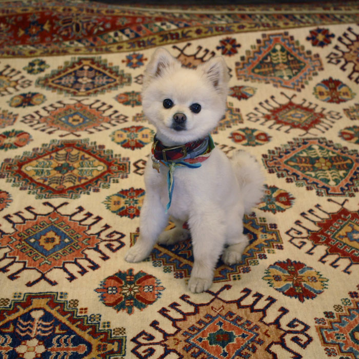 How to Get Rid of Pet Odor on Rugs