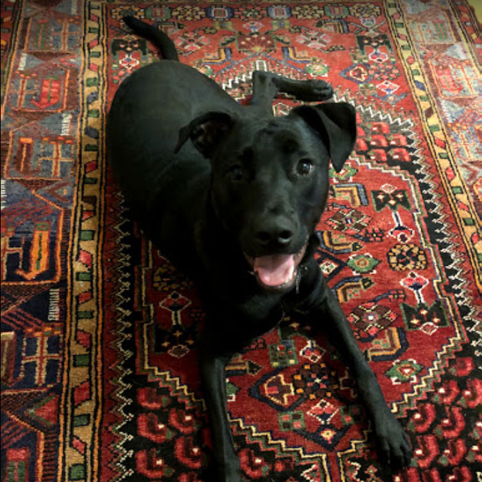 dog on rug