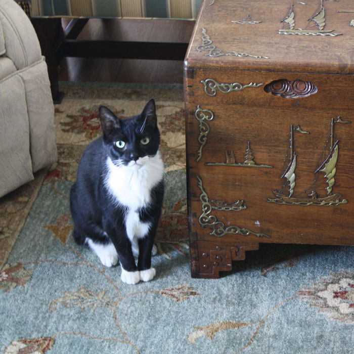 cat on rug