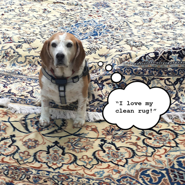 dog saying "I love my clean rug"